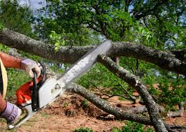 How Our Tree Care Process Works  in  East Mountain, TX