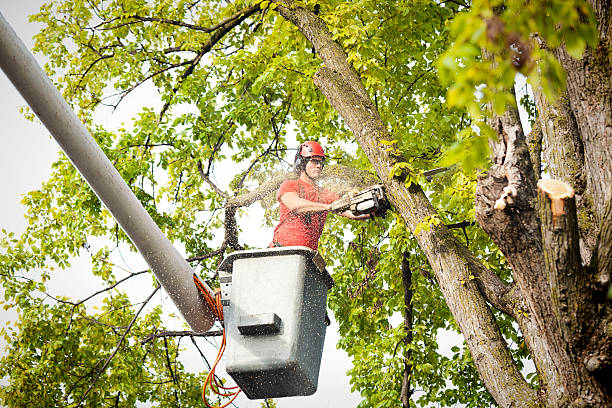 Reliable East Mountain, TX  Tree Services Solutions